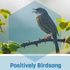 Birdsong